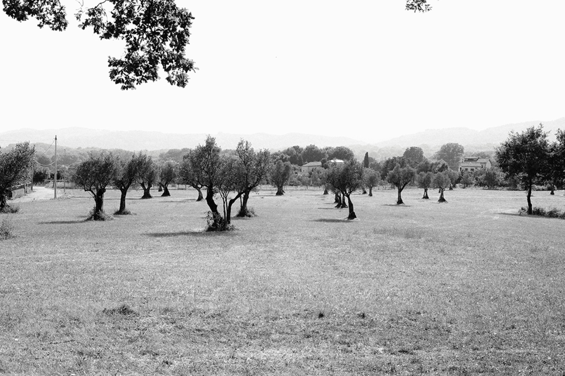 Feld mit Olivenbäumen